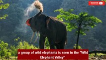 China sets aside crops for wild elephants to spare farmers