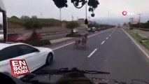 Eşekler kara yolunda araçlarla yarıştı
