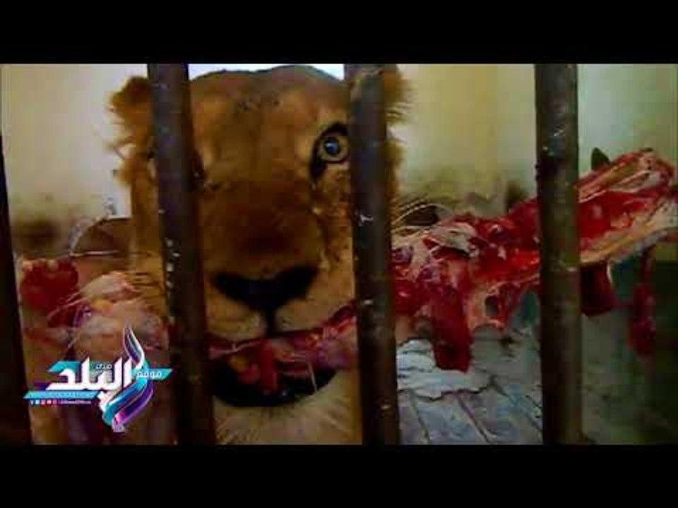 صدى البلد |  شاهد.. معركة شرسة بين ملك الغابة "زغلول" والأنثى "صباح" بالفيوم