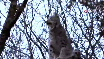 Tunceli'de nesli tükenmekte olan vaşak görüntülendi