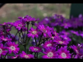 صدى البلد | "زهور القناطر" يتزين ب ٥٠ ألف نوع من النباتات العالمية
