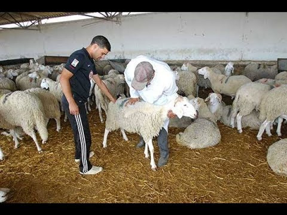 صدى البلد | إقبال كبير على قافلة جامعة بنها البيطرية