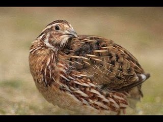 صدى البلد | صدى البلد داخل مزرعة " سمان "