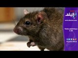 صدي البلد | كتبية لإنقاذ فأر سمين