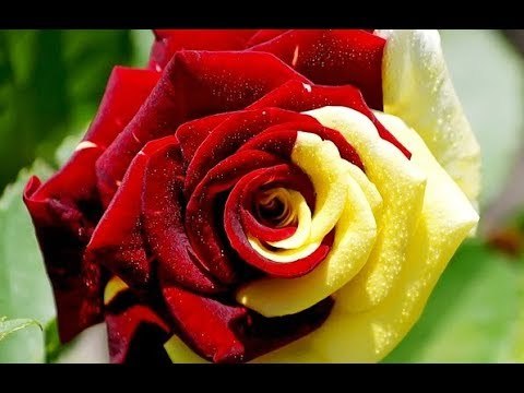 صدى البلد | صدى البلد في جولة بمعرض زهور الربيع