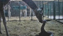 ویدئو؛ لحظه تولد نوزاد زرافه در باغ‌ وحشی در بریتانیا