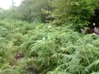 Ballade dans les fougères