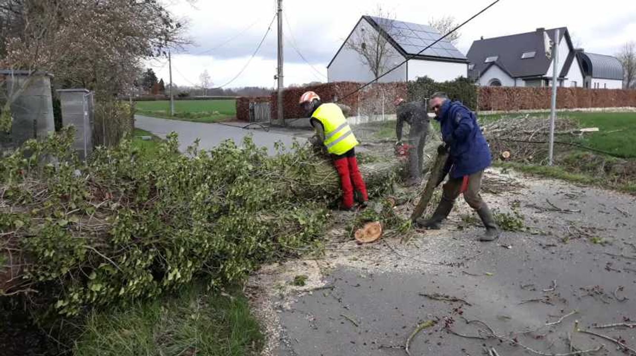 Mt St Aubert chute arbre au Crupet 10.03.2019