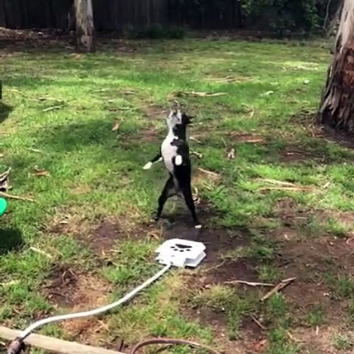 How  messi  dogs Smart Dog.smarter than human being jum