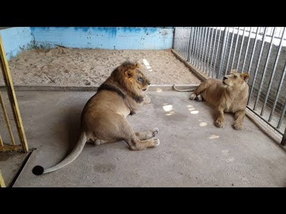 صدى البلد |استعدادات حديقة الحيوان لاستقبال زوارها فى شم النسيم