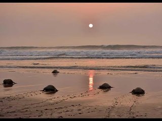 شاهد سخرية المصريين من اطلاق سلاحف لمحاربة قناديل البحر