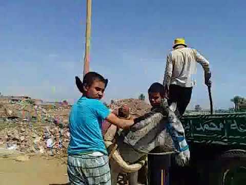 صدى البلد | أولاد الشيخ تتحول إلى مقلب للقمامة وسط صمت المسئولين بسوهاج