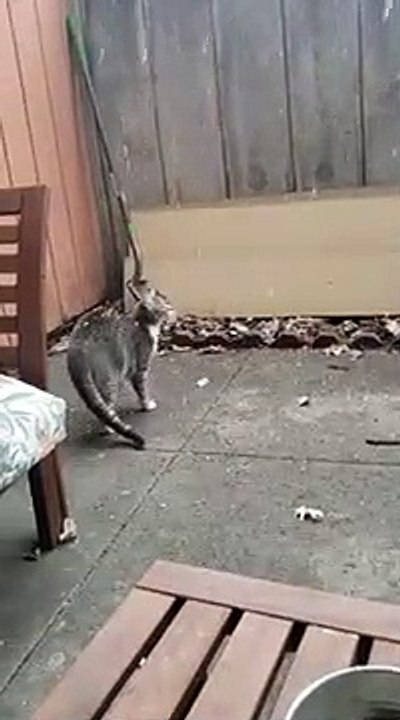 Chat vs Neige