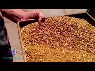 صدى البلد |تموين بورسعيد يعلن عن بدء موسم توريد القمح