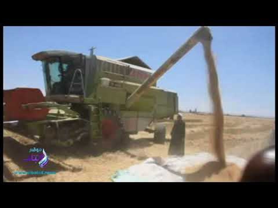 صدى البلد | أسوان أولى محافظات الجمهورية فى جنى وتوريد حصاد القمح