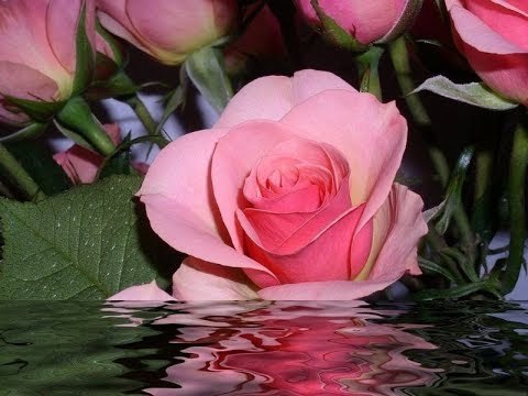 صدى البلد | يا ورد مين يشتريك .. قصة أقدم بائع زهور في وسط البلد