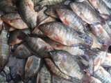 كلام في فلوس - شاهد السر وراء قرار السعودية بحظر استيراد الأسماك المصرية