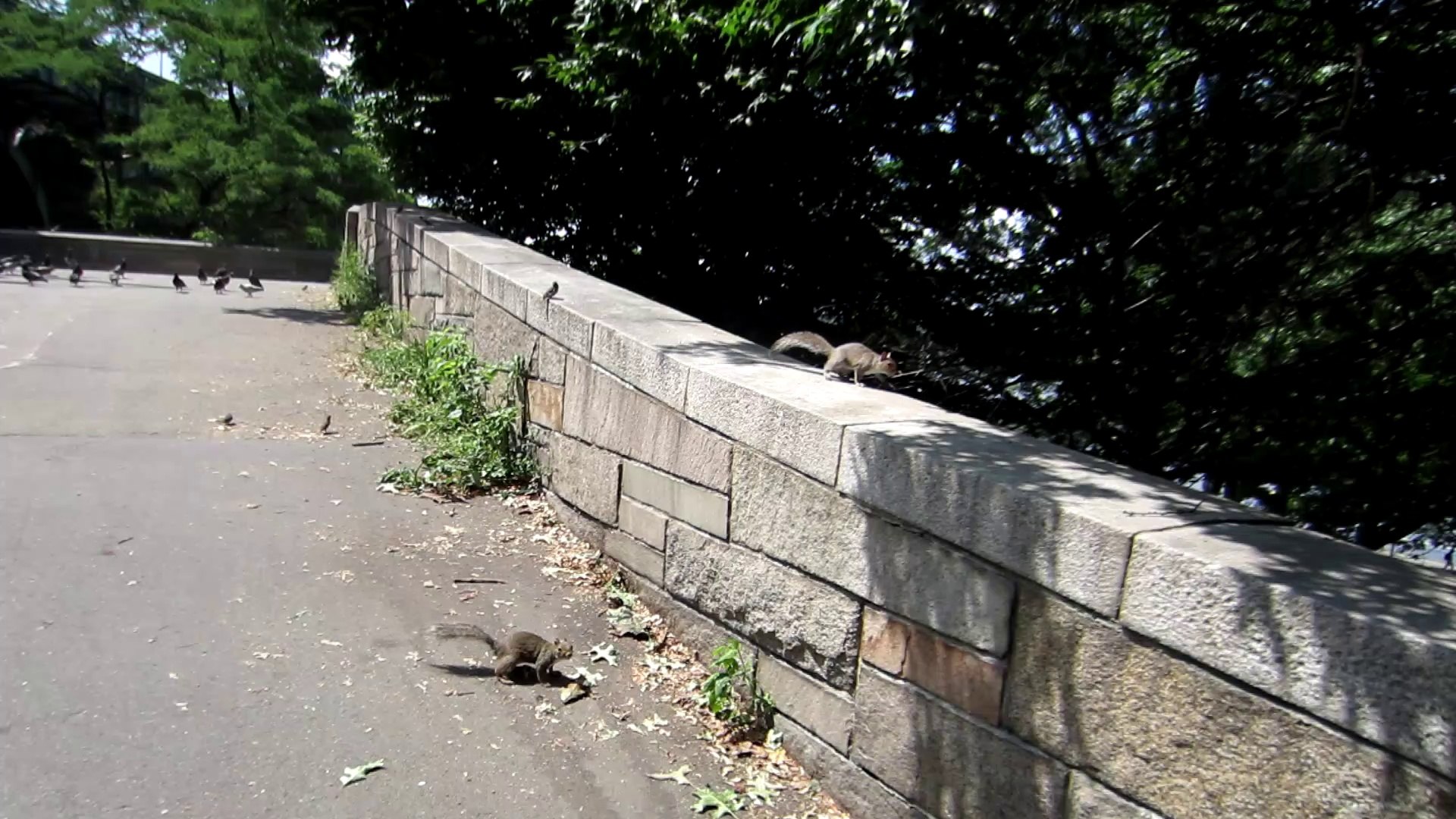 ⁣Sounds of Nature - My Squirrels in Nature / New York City  10 Aug 2014