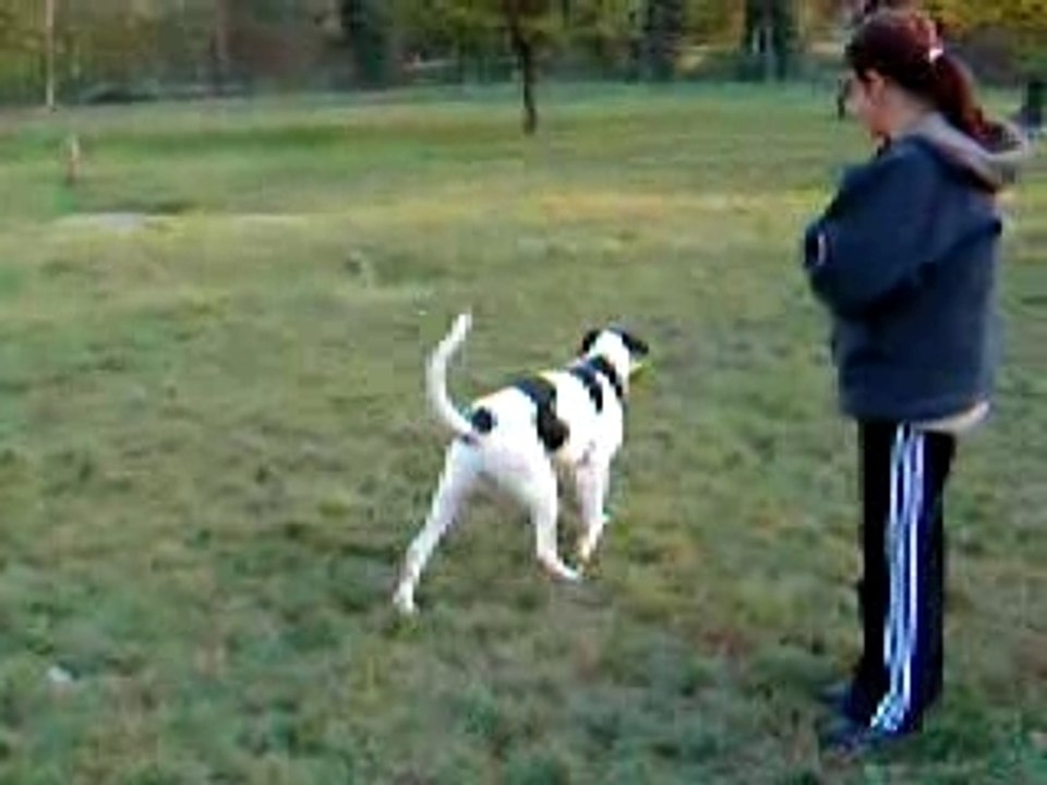 stella