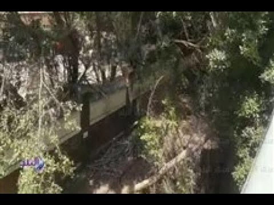 صدى البلد |  سقوط " شجرة " أعلى كوبرى أكتوبر وشلل مرورى