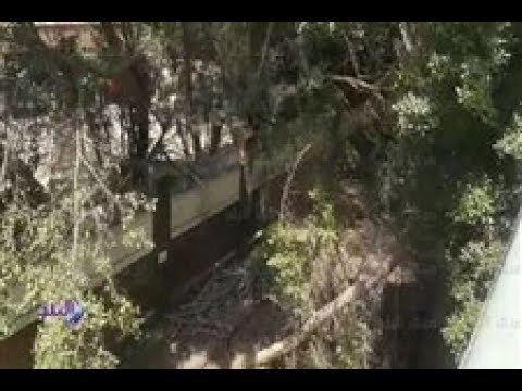 صدى البلد | سقوط شجرة أعلى كوبرى أكتوبر وشلل مرورى