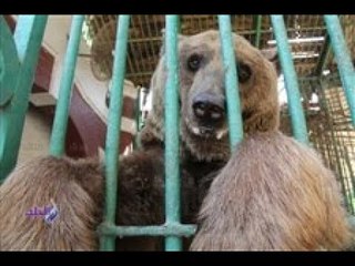 صدى البلد | إستعدادات حديقة الحيوان لعيد الفطر المبارك