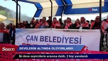 Develerin altında ölüyorlardı