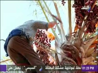 على ذمة التحقيق - "طالع  نخل" يكشف أسرار مفاجأة في صناعات جريد النخيل