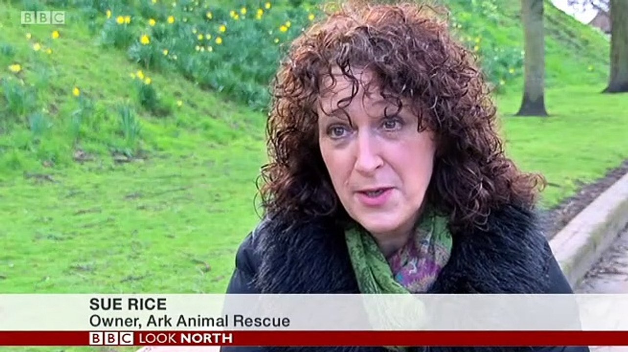 BBC1_Look North (East Yorkshire & Lincolnshire) 9Mar19 - Sue Rice_The Ark Animal Rescue & Retirement Home noise abatement order