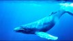 صدى البلد | ظهور الحوت الازرق بمياة البحر الاحمر