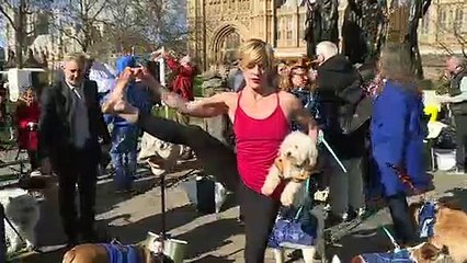 Dogs stage Brexit protest outside Parliament