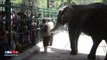 صدى البلد | تفاعل كبير مع الفيل « حسونة » ثالث ايام العيد بحديقة الحيوان
