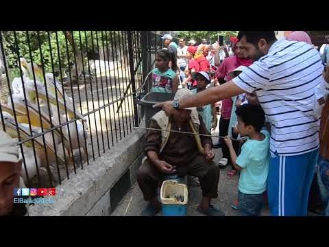 صدى البلد | بحيرة البجع تجذب الزوار بحديقة الحيوان ثالث ايام العيد