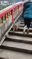 Ce singe fouille un sac channel d'une touriste chinoise !