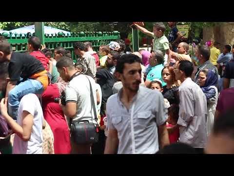 صدى البلد | الفيل « حسونة » يجذب انتباه زائرى حديقة الحيوان