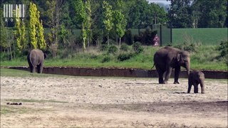Les éléphants d'Asie (4 mai 2018)