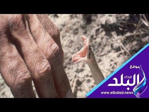 صدى البلد | زوجة ضحية لدغة ثعبان بالمنوفية : عاوزة اوضة اعيش فيها