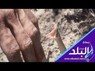 صدى البلد | زوجة ضحية لدغة ثعبان بالمنوفية  : عاوزة اوضة اعيش فيها