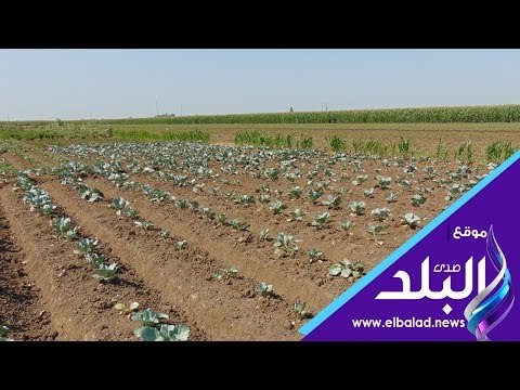 صدى البلد | صرخة أهالى القرية الناشفة بالدقهلية: الزرع بيموت من العطش