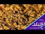 صدى البلد | كيفية أستخراج سم النحل لعلاج الامراض