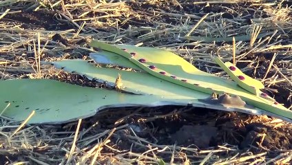 Türk ve Sudanlı askerler dostluk maçında buluştu - PORT SUDAN