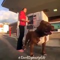 Voici le plus gros pitbull du monde, Hulk