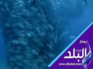 صدي البلد | أسراب الأسماك .. سر تحركها في شكل دقيق ومنظم وكيف تتواصل؟