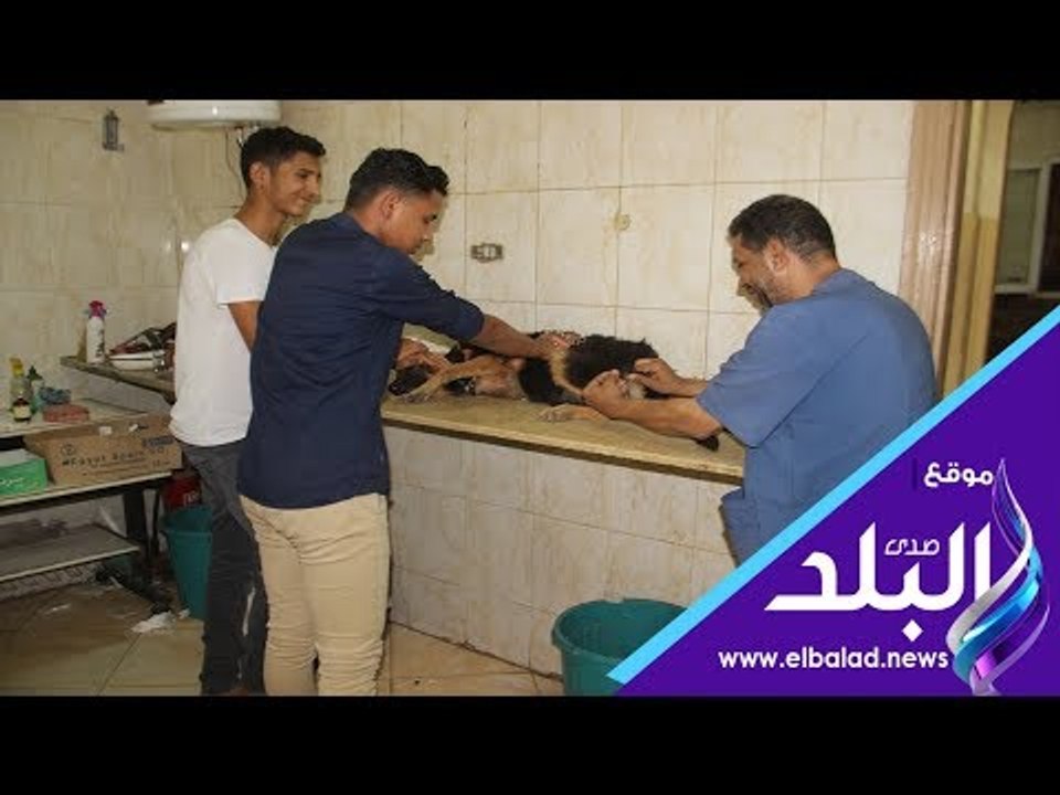 صدي البلد | طب بيطرى الجيزة  تعلن إجراءات الحصول على تراخيص الكلاب