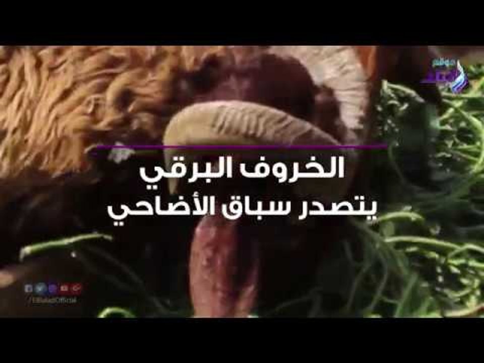 صدي البلد | الخروف البرقي يتصدر سباق الأضاحي