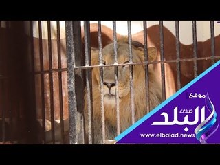 صدي البلد | حديقة الحيوان : استقبال 6 آلاف زائر فى أول أيام العيد