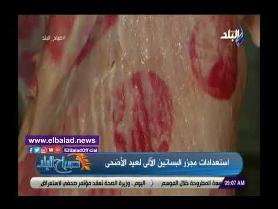 صدي البلد | مجزر البساتين ينهي استعدادات عيد الأضحى المبارك وزيادة الأطباء