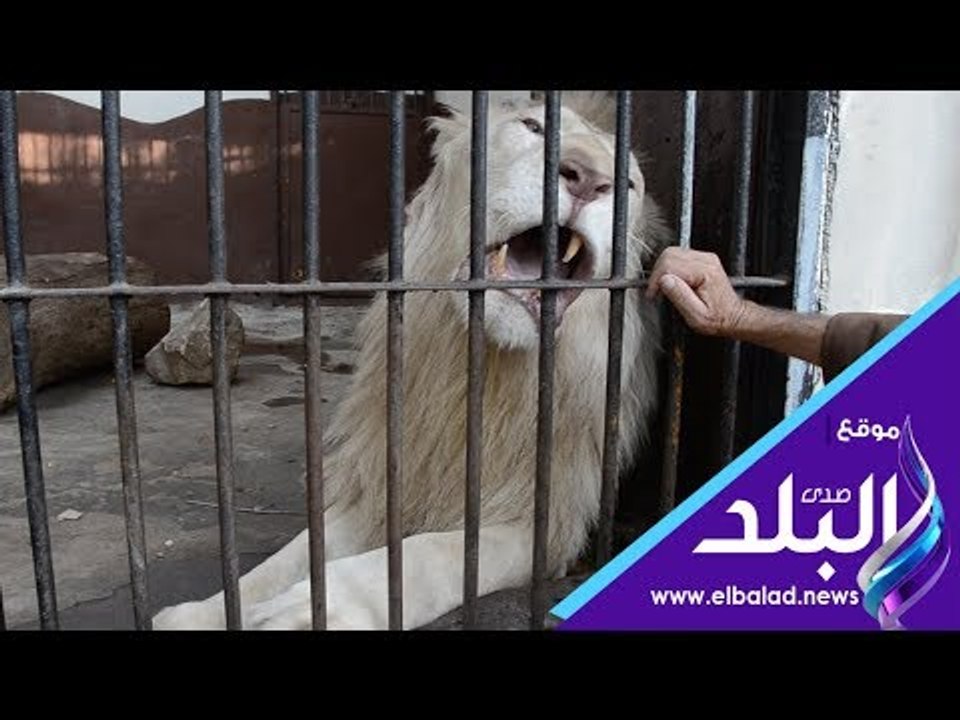 صدي البلد | الأسد حسين فهمي :  يخطف الأنظار في حديقة الحيوان خلال العيد