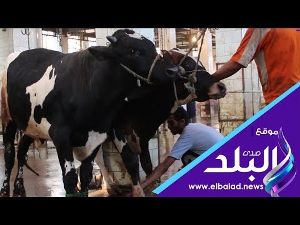 صدي البلد | استمرار العمل بمدبح الوراق في ثاني أيام العيد