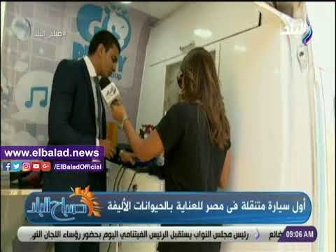 صدى البلد | أول خدمة لتدليل الحيوانات بمصر: سيارة متنقلة للعناية بالكلاب